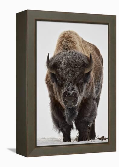 Bison (Bison Bison) Bull Covered with Frost in the Winter-James Hager-Framed Premier Image Canvas