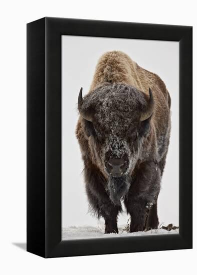 Bison (Bison Bison) Bull Covered with Frost in the Winter-James Hager-Framed Premier Image Canvas