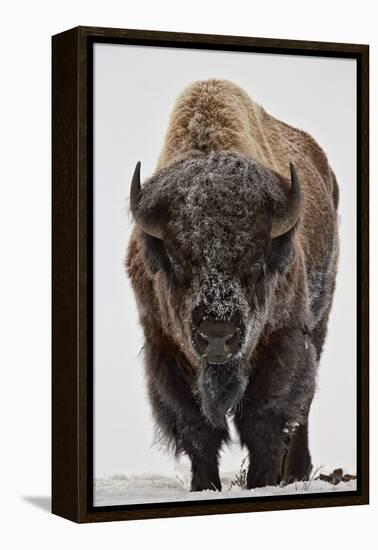 Bison (Bison Bison) Bull Covered with Frost in the Winter-James Hager-Framed Premier Image Canvas