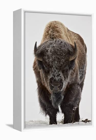 Bison (Bison Bison) Bull Covered with Frost in the Winter-James Hager-Framed Premier Image Canvas