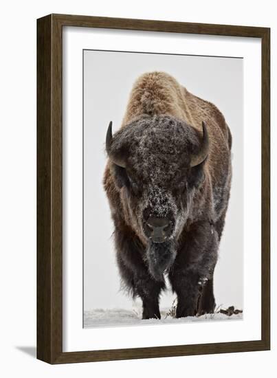 Bison (Bison Bison) Bull Covered with Frost in the Winter-James Hager-Framed Premium Photographic Print