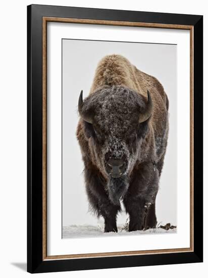 Bison (Bison Bison) Bull Covered with Frost in the Winter-James Hager-Framed Premium Photographic Print