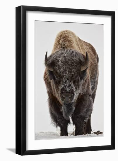 Bison (Bison Bison) Bull Covered with Frost in the Winter-James Hager-Framed Premium Photographic Print