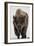 Bison (Bison Bison) Bull Covered with Frost in the Winter-James Hager-Framed Photographic Print