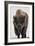 Bison (Bison Bison) Bull Covered with Frost in the Winter-James Hager-Framed Photographic Print