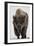 Bison (Bison Bison) Bull Covered with Frost in the Winter-James Hager-Framed Photographic Print