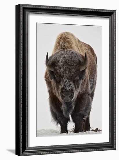 Bison (Bison Bison) Bull Covered with Frost in the Winter-James Hager-Framed Photographic Print