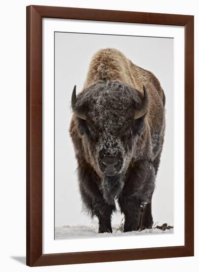 Bison (Bison Bison) Bull Covered with Frost in the Winter-James Hager-Framed Premium Photographic Print