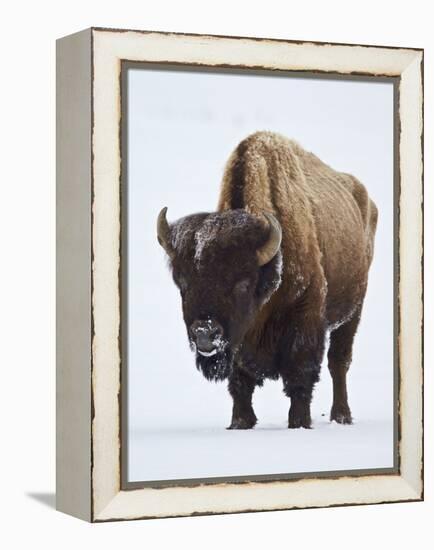 Bison (Bison Bison) Bull Covered with Frost in the Winter-James Hager-Framed Premier Image Canvas