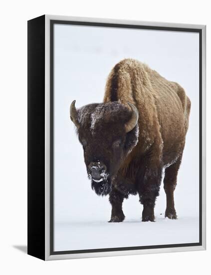 Bison (Bison Bison) Bull Covered with Frost in the Winter-James Hager-Framed Premier Image Canvas