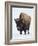 Bison (Bison Bison) Bull Covered with Frost in the Winter-James Hager-Framed Photographic Print