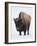 Bison (Bison Bison) Bull Covered with Frost in the Winter-James Hager-Framed Photographic Print