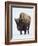 Bison (Bison Bison) Bull Covered with Frost in the Winter-James Hager-Framed Photographic Print