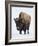 Bison (Bison Bison) Bull Covered with Frost in the Winter-James Hager-Framed Photographic Print