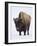 Bison (Bison Bison) Bull Covered with Frost in the Winter-James Hager-Framed Photographic Print