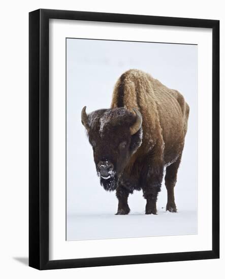 Bison (Bison Bison) Bull Covered with Frost in the Winter-James Hager-Framed Photographic Print