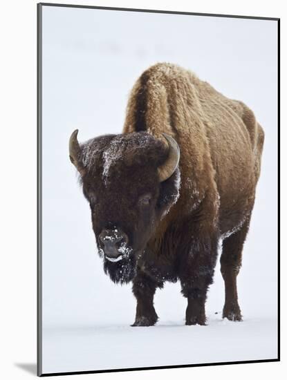 Bison (Bison Bison) Bull Covered with Frost in the Winter-James Hager-Mounted Photographic Print