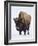 Bison (Bison Bison) Bull Covered with Frost in the Winter-James Hager-Framed Photographic Print