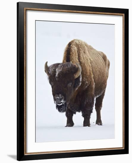 Bison (Bison Bison) Bull Covered with Frost in the Winter-James Hager-Framed Photographic Print