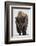 Bison (Bison Bison) Bull Covered with Frost in the Winter-James Hager-Framed Premium Photographic Print