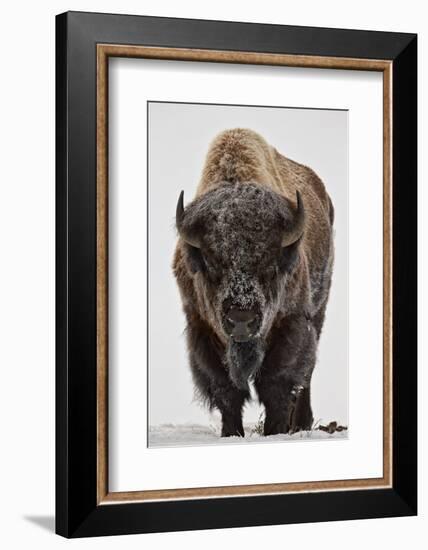 Bison (Bison Bison) Bull Covered with Frost in the Winter-James Hager-Framed Premium Photographic Print