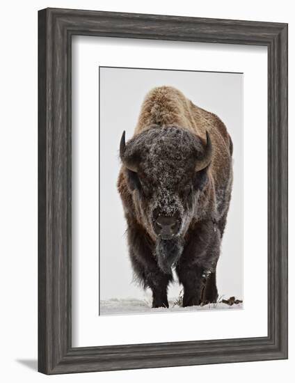 Bison (Bison Bison) Bull Covered with Frost in the Winter-James Hager-Framed Photographic Print