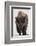 Bison (Bison Bison) Bull Covered with Frost in the Winter-James Hager-Framed Photographic Print