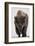 Bison (Bison Bison) Bull Covered with Frost in the Winter-James Hager-Framed Photographic Print