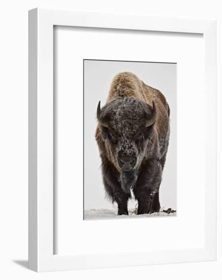 Bison (Bison Bison) Bull Covered with Frost in the Winter-James Hager-Framed Photographic Print