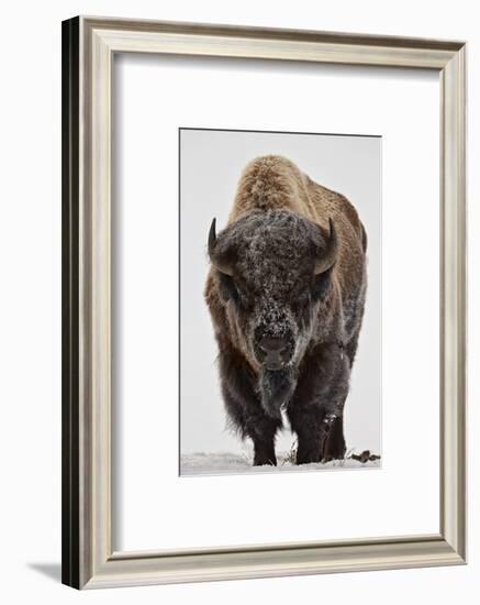 Bison (Bison Bison) Bull Covered with Frost in the Winter-James Hager-Framed Photographic Print