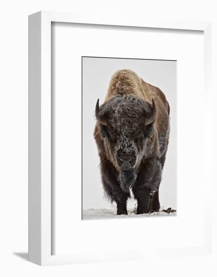 Bison (Bison Bison) Bull Covered with Frost in the Winter-James Hager-Framed Photographic Print