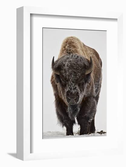 Bison (Bison Bison) Bull Covered with Frost in the Winter-James Hager-Framed Photographic Print