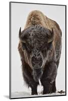 Bison (Bison Bison) Bull Covered with Frost in the Winter-James Hager-Mounted Photographic Print