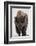 Bison (Bison Bison) Bull Covered with Frost in the Winter-James Hager-Framed Photographic Print