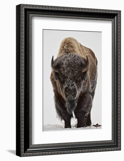 Bison (Bison Bison) Bull Covered with Frost in the Winter-James Hager-Framed Photographic Print