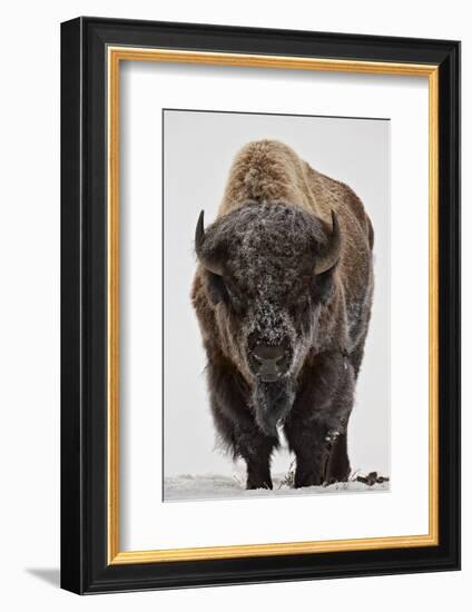 Bison (Bison Bison) Bull Covered with Frost in the Winter-James Hager-Framed Photographic Print