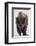 Bison (Bison Bison) Bull Covered with Frost in the Winter-James Hager-Framed Photographic Print