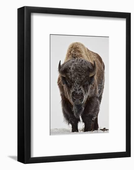 Bison (Bison Bison) Bull Covered with Frost in the Winter-James Hager-Framed Photographic Print