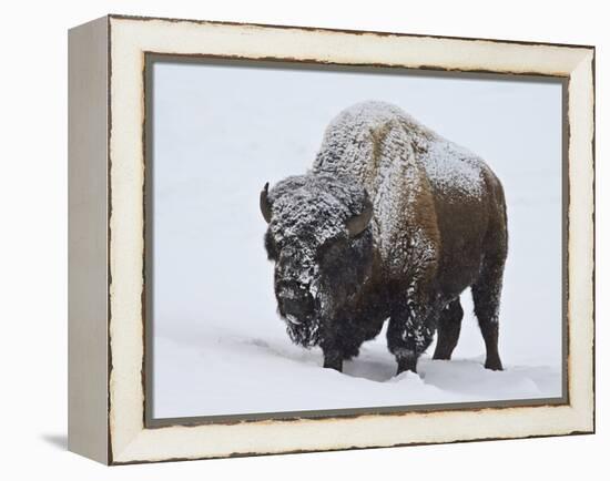 Bison (Bison Bison) Bull Covered with Snow in the Winter-James Hager-Framed Premier Image Canvas