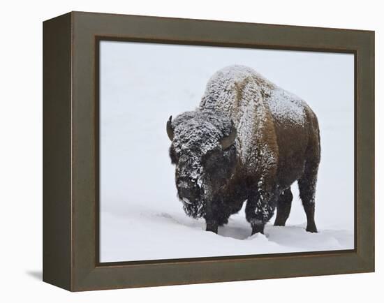 Bison (Bison Bison) Bull Covered with Snow in the Winter-James Hager-Framed Premier Image Canvas