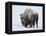 Bison (Bison Bison) Bull Covered with Snow in the Winter-James Hager-Framed Premier Image Canvas