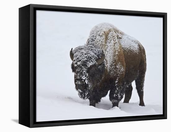 Bison (Bison Bison) Bull Covered with Snow in the Winter-James Hager-Framed Premier Image Canvas