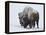 Bison (Bison Bison) Bull Covered with Snow in the Winter-James Hager-Framed Premier Image Canvas