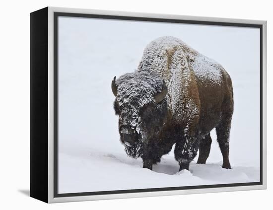 Bison (Bison Bison) Bull Covered with Snow in the Winter-James Hager-Framed Premier Image Canvas