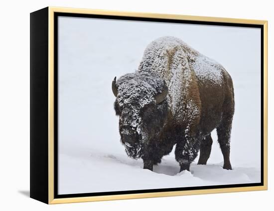 Bison (Bison Bison) Bull Covered with Snow in the Winter-James Hager-Framed Premier Image Canvas