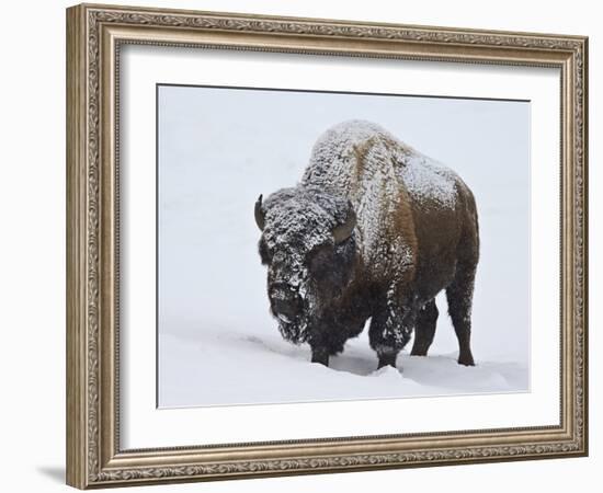 Bison (Bison Bison) Bull Covered with Snow in the Winter-James Hager-Framed Photographic Print