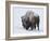 Bison (Bison Bison) Bull Covered with Snow in the Winter-James Hager-Framed Photographic Print