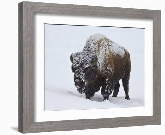 Bison (Bison Bison) Bull Covered with Snow in the Winter-James Hager-Framed Photographic Print