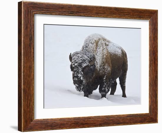 Bison (Bison Bison) Bull Covered with Snow in the Winter-James Hager-Framed Photographic Print