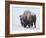 Bison (Bison Bison) Bull Covered with Snow in the Winter-James Hager-Framed Photographic Print